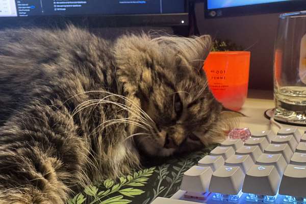 2025 Ford E-Transit Custom Sport SWB AV SWB Low Roof